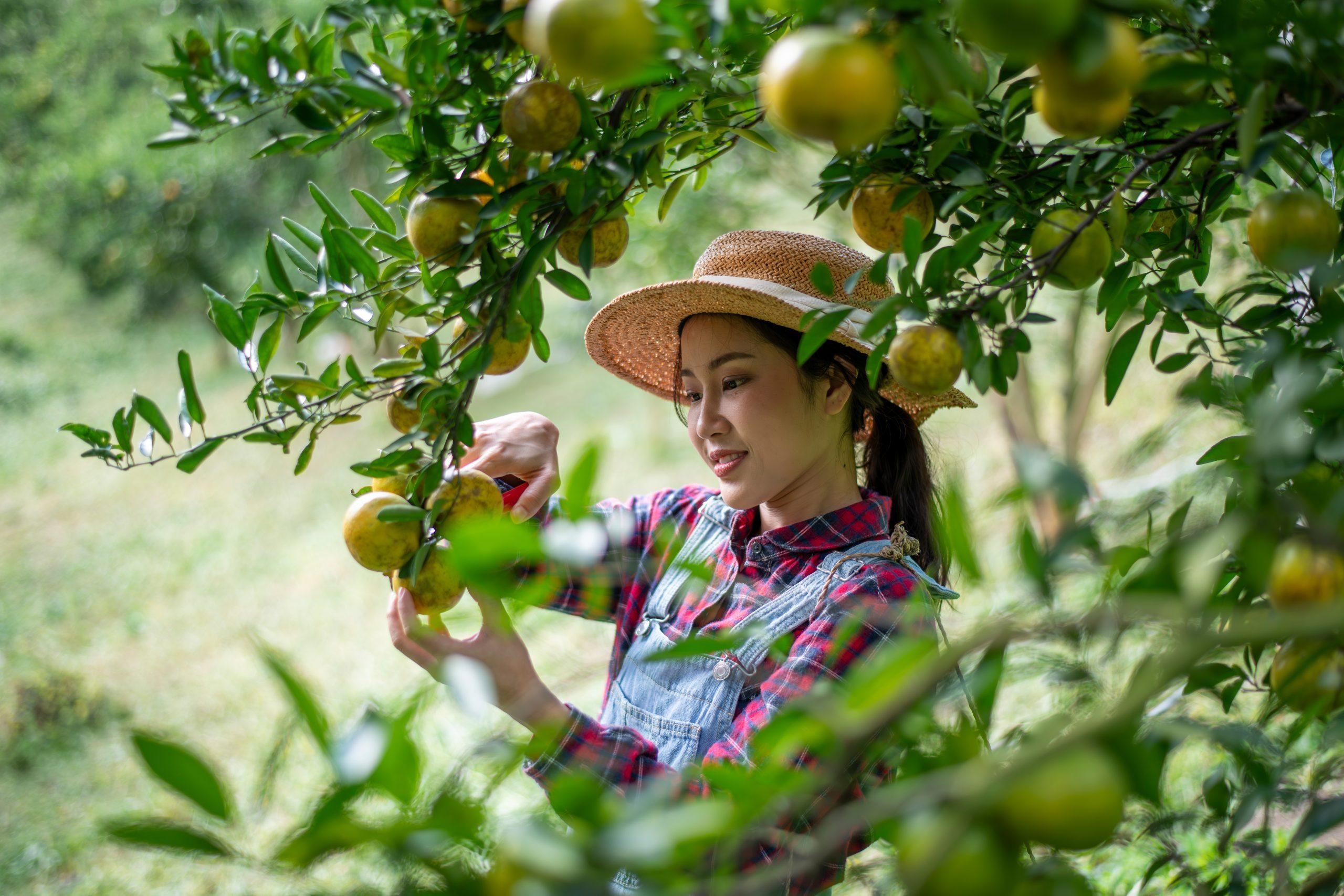 The Art of Selecting the Best Varieties